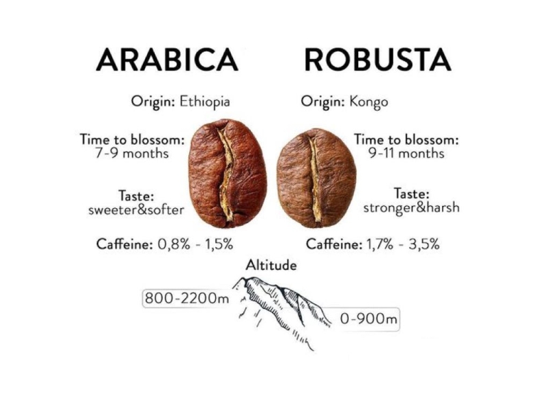 Robusta vs Arabica – Loại Cà Phê Nào Phổ Biến Hơn?